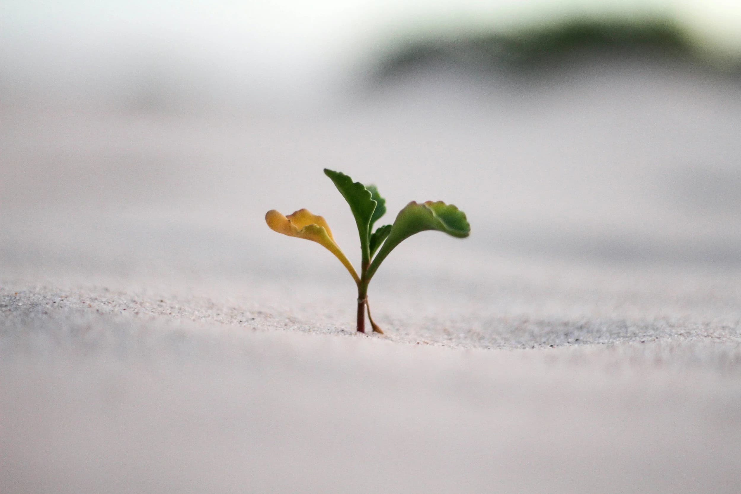 A small plant sprouting through the soil.