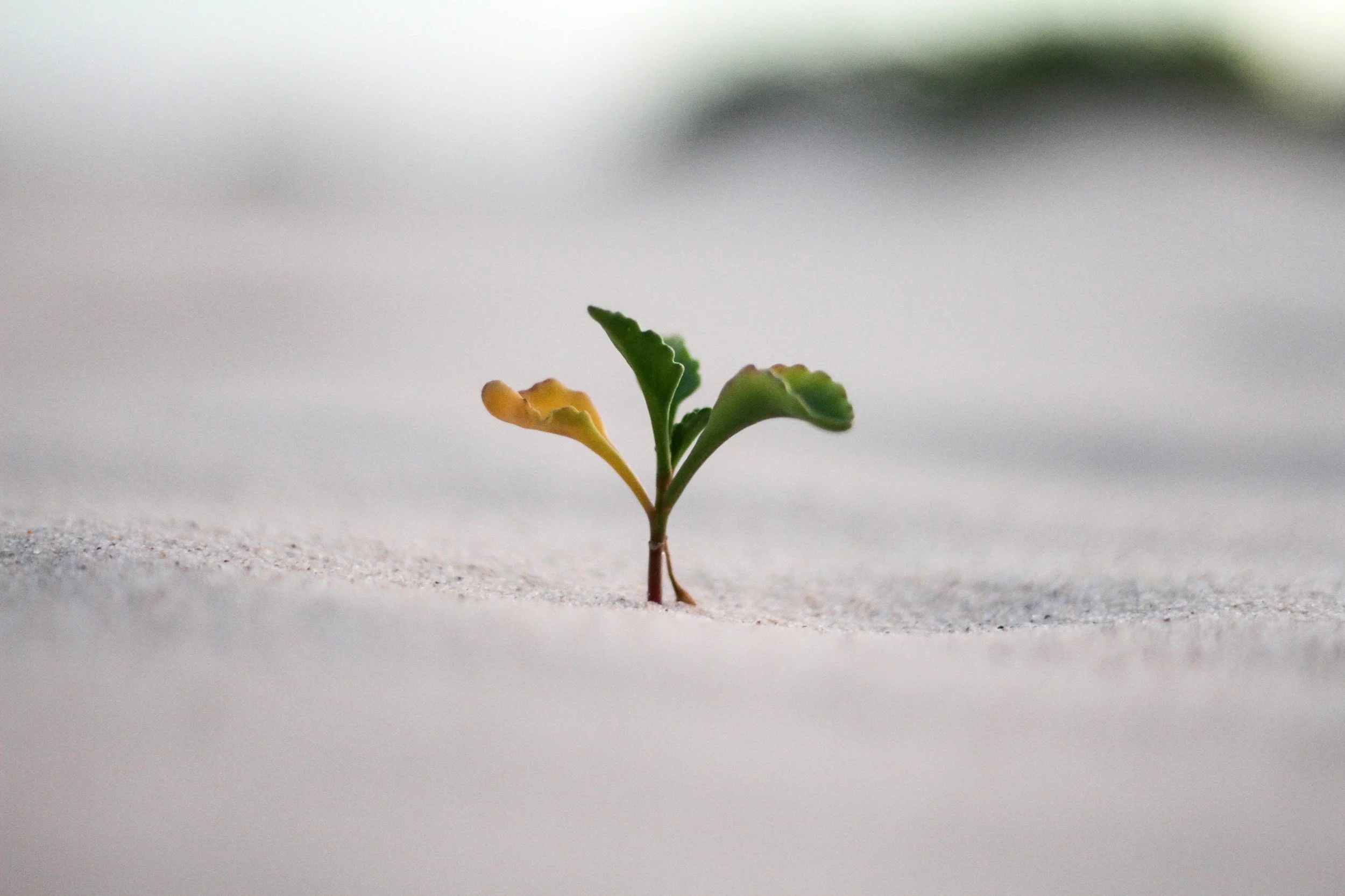 A small plant sprouting through the sand in a minimalist scene.
